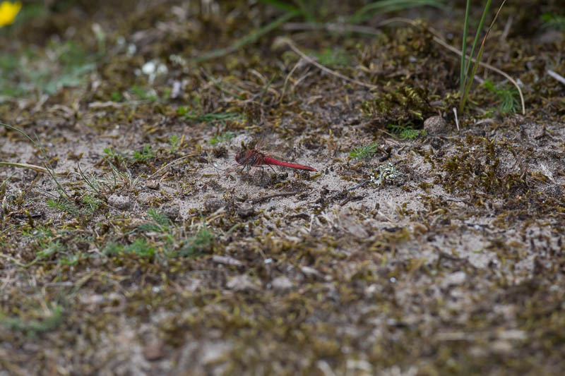 Zwervende Heidelibel